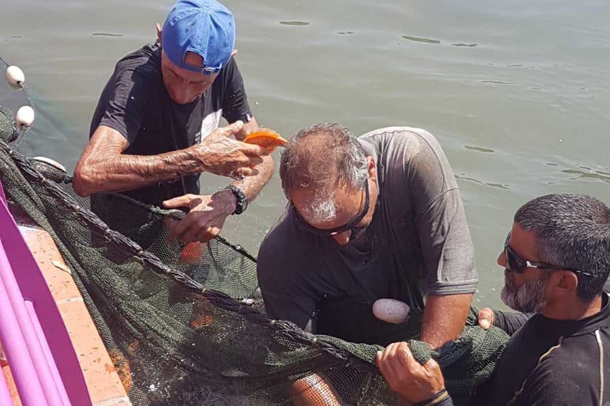 80 אלף דגי מושט הועברו אתמול לאגם ירוחם .