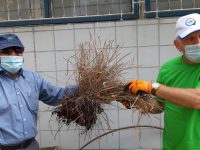 גמלאי 'אדמה אגן' חזרו לטפח את הגינה הקהילתית ולשאוף אוויר